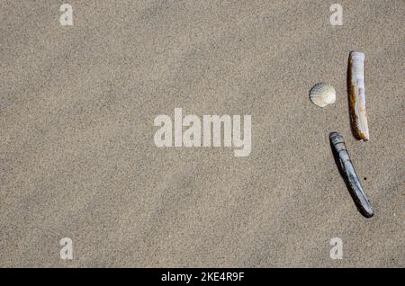 Vista dall'alto della gallo e delle conchiglie comuni di rasoio giacenti su una spiaggia sabbiosa Foto Stock