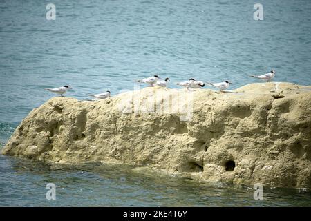 La Riserva Naturale Punta Loma, con la sua colonia di leoni marini, si trova a 17 chilometri dal centro urbano di Puerto Madryn. Colonia di leoni marini Foto Stock