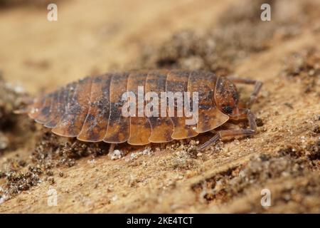 Un primo piano di una comune pidoccetta ruvida (scaber Porcellio) con un'anomalia della colorazione arancione Foto Stock