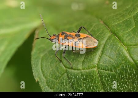 Un primo piano di un insetto di cannella (Corizus hyoscyami) seduto su una foglia Foto Stock