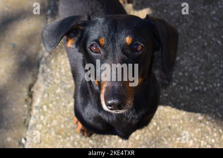 Un primo piano del cane nero dachshund in piedi e guardando direttamente la telecamera Foto Stock