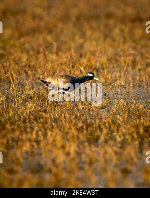 Bronzo alato jacana o Metopidius indicus ritratto nella zona umida del parco nazionale keoladeo ghana o bharatpur uccello santuario rajasthan india asia Foto Stock
