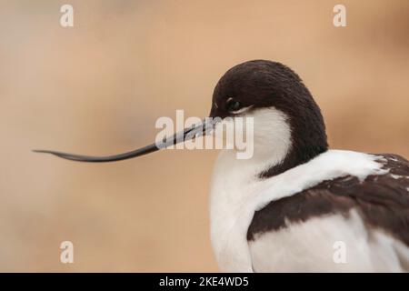 avocet con tappo nero Foto Stock