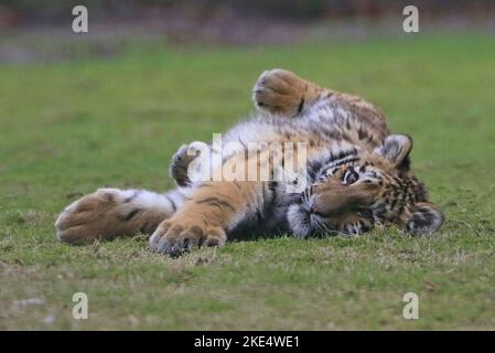 Giovani tigre siberiana Foto Stock