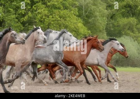 cavalli arabi galoppanti Foto Stock