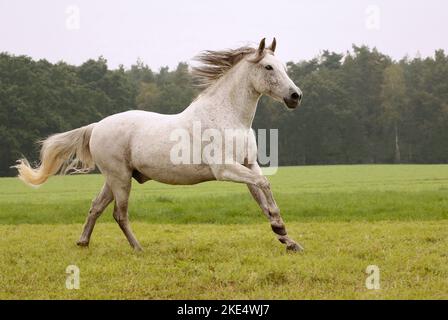 Al galoppo Pura Raza Española Foto Stock