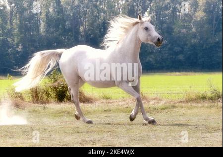 Trottare Shagya Arabian Horse Foto Stock