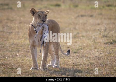 Lioness uccide il bambino di Thomson Gazelles Foto Stock