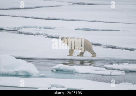 Orso di ghiaccio a piedi Foto Stock