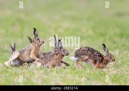 Correre Brown Hares Foto Stock