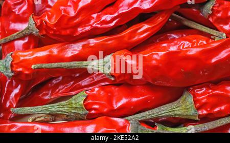 Macro a cornice completa di peperoncino piccante rosso brillante isolato crudo leggermente magro in asciugatura con pedunello verde Foto Stock