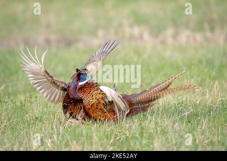 Fagianti a collo ad anello sul prato Foto Stock