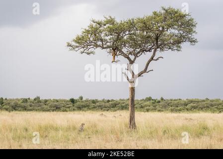 Udienza Leopard Foto Stock