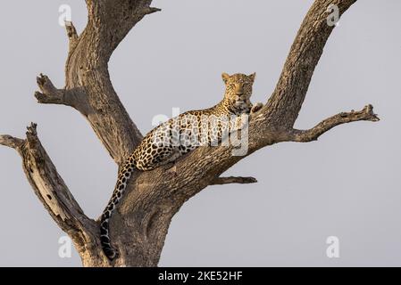 Leopard su un albero Foto Stock