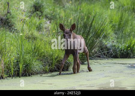 giovani alci Foto Stock