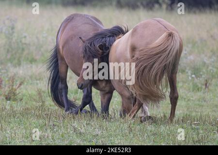 Cavalli islandesi Foto Stock