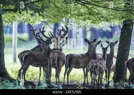 Red deer Foto Stock