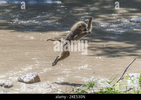 Jumping Baboon giallo Foto Stock