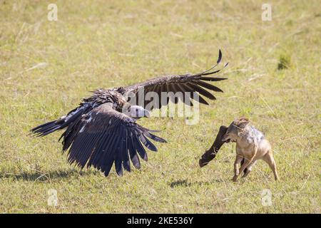 Red Jackal combatte con il Vulture Lappet-fronted Foto Stock