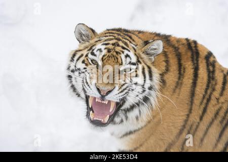 Tigre Siberiana ritratto Foto Stock