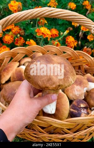 Funghi in mano a una donna sullo sfondo di un cesto con funghi Foto Stock