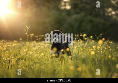 Adulto Royal Standard Poodle Foto Stock
