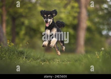 Adulto Royal Standard Poodle Foto Stock
