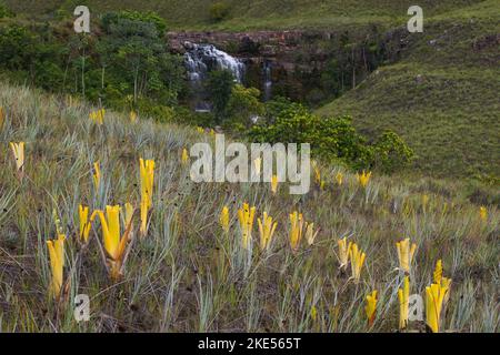 Brociere gialle della bromeliad carnivora Brocchinia ridutta di fronte ad una cascata, Gran Sabana, Venezuela Foto Stock