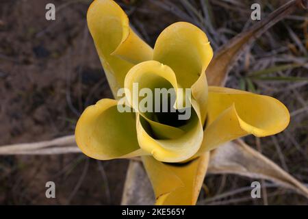 Vista dall'alto della caraffa gialla della bromeliad carnivora Brocchinia redutta, Gran Sabana, Venezuela Foto Stock