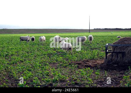 Alimentazione delle pecore su un campo di foraggio in Pembrokeshire West Wales Coast Gran Bretagna UK 2022 KATHY DEWITT Foto Stock