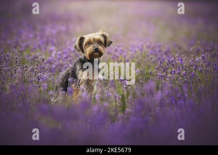 Yorkshire Terrier in estate Foto Stock