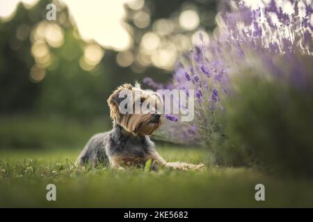 Yorkshire Terrier in estate Foto Stock