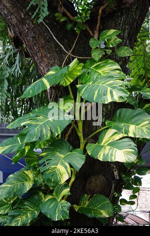 Epipremnum aureum (chiamato anche pothos dorato, Ceylon superriduttore, accappatoio del cacciatore, sirih gading) sull'albero. La pianta è elencata come tossica ai gatti ed ai cani Foto Stock