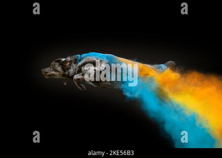 Australian-Shepherd-Labrador-Retriever Foto Stock