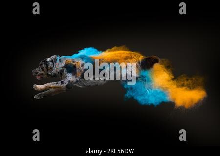 Australian-Shepherd-Labrador-Retriever Foto Stock