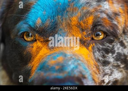 Australian-Shepherd-Labrador-Retriever Foto Stock