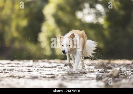 Confine Collie sulla riva Foto Stock