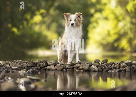 Confine Collie sulla riva Foto Stock