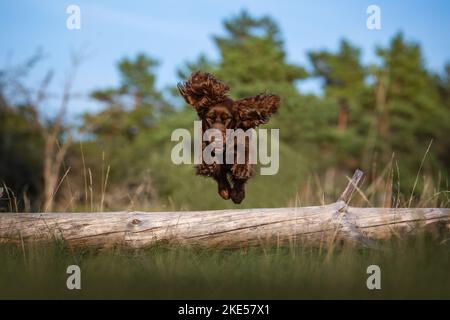 Inglese Cocker Spaniel in estate Foto Stock