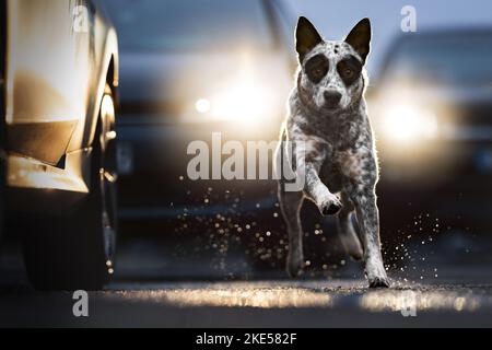 Australian Cattle Dog in inverno Foto Stock