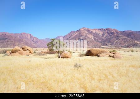 L'albero del pastore verde cresce tra rocce arancioni e massi. Le rocce brillano splendidamente nel tardo pomeriggio sole. Damaraland, Namibia, Africa Foto Stock