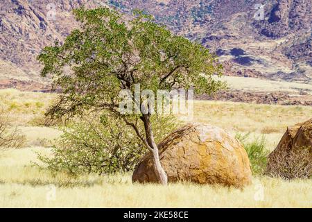 L'albero del pastore verde cresce tra rocce arancioni e massi. Le rocce brillano splendidamente nel tardo pomeriggio sole. Damaraland, Namibia, Africa Foto Stock