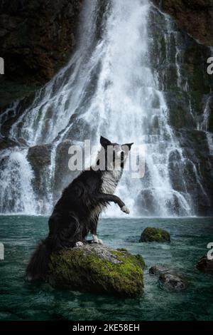 Udienza Border Collie Foto Stock