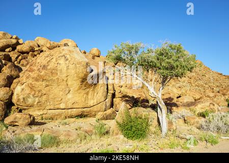 L'albero del pastore verde cresce tra rocce arancioni e massi. Le rocce brillano splendidamente nel tardo pomeriggio sole. Damaraland, Namibia, Africa Foto Stock