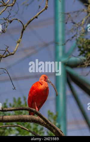 Un primo piano di un ibis scarlatto appollaiato su un ramo d'albero alla luce del giorno Foto Stock