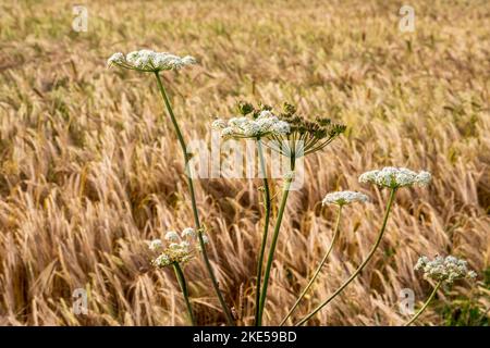 Heracleum sphondylium, Hogweed al bordo di un campo coltivato in Devon Foto Stock