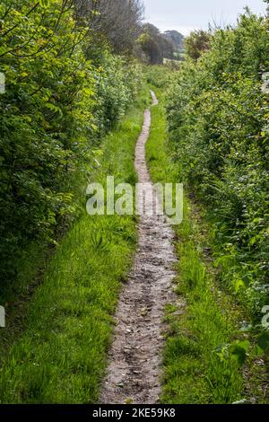 Fangoso percorso o corsia tra le alte siepi di primavera in Devon Foto Stock