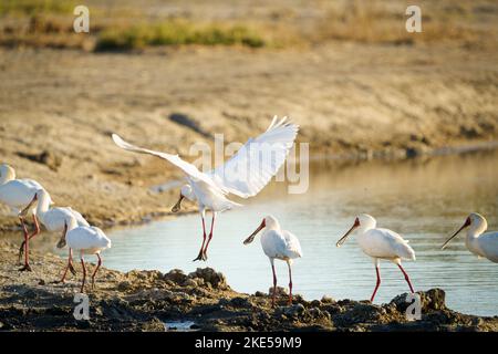 African Spoonbill (Platalea alba) gruppo passeggiate lungo un lago. Parco Nazionale di Hwange, Zimbabwe, Africa Foto Stock