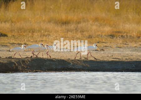 African Spoonbill (Platalea alba) gruppo passeggiate lungo un lago. Parco Nazionale di Hwange, Zimbabwe, Africa Foto Stock