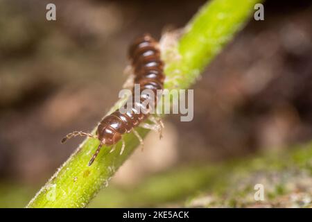 Una macro vista ad angolo alto di un millipede serra su un filo d'erba Foto Stock